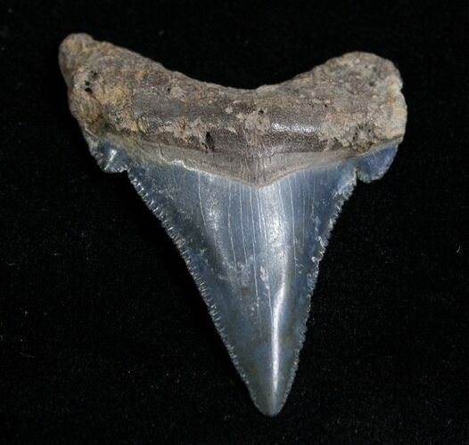 Angustiden Shark Tooth - Pre Megalodon #4406